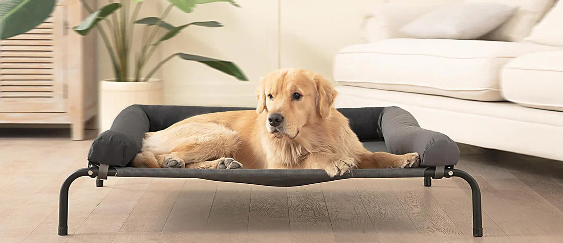 Best Dog Bed for Large Dogs