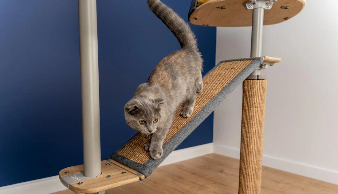 Cat Scratcher