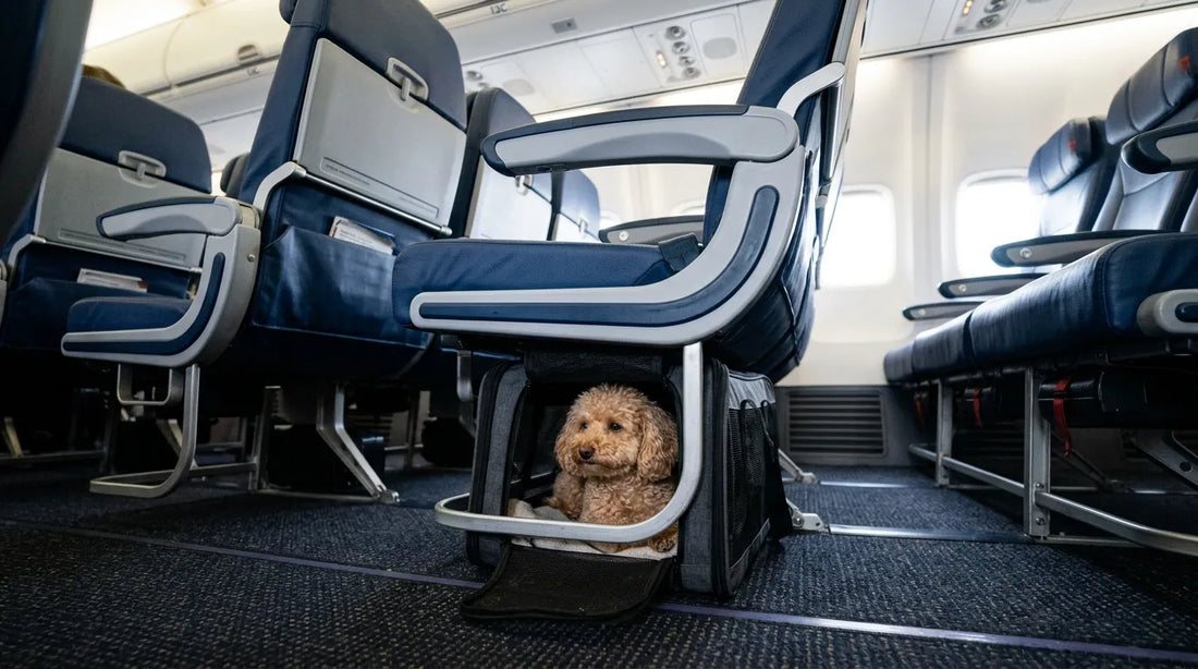 Best Dog Carrier Bag for Air Travel (Size, Safety & Airline Guide 2026)