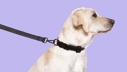 Premium Dog Collar