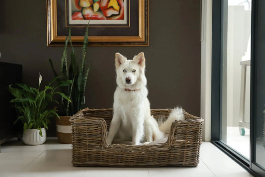 10 Pet Furniture Ideas That Will Transform Your Home Instantly