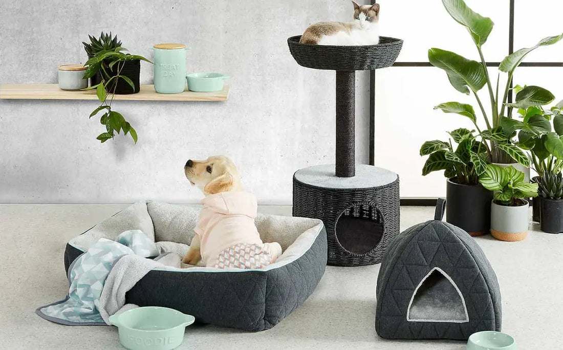 Choosing the Right Pet Accessories: A Style Guide for Your Furry Friend