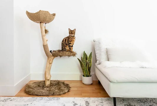 Best cat tree