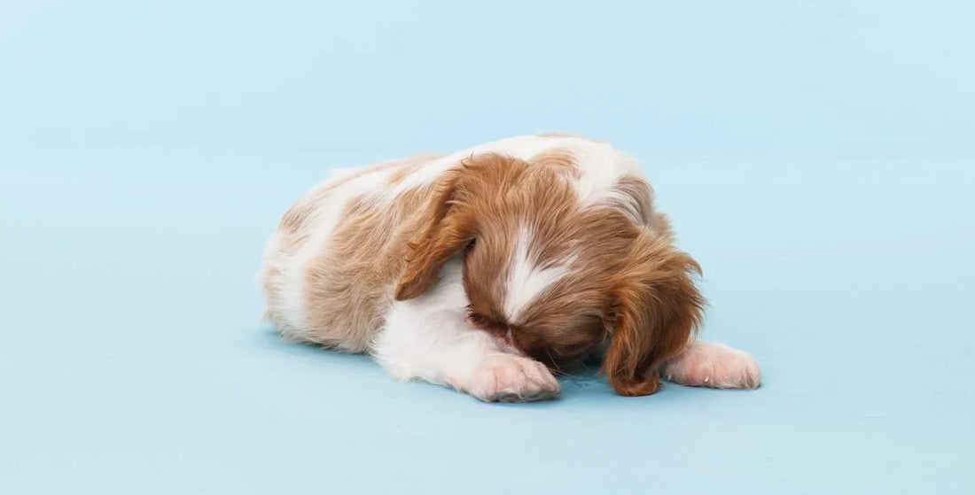 Signs Your Dog Is Uncomfortable at Home (And How Accessories Help)