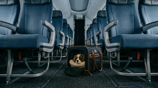  Luxury Pet Carrier for Small Dogs