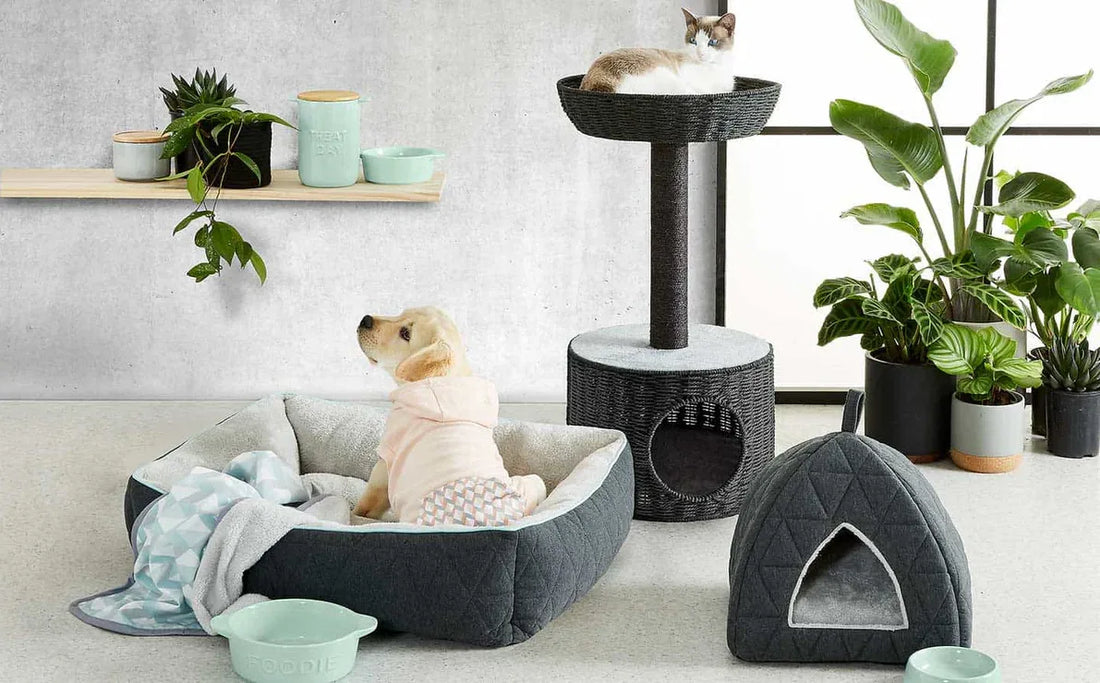  Premium Pet Accessories
