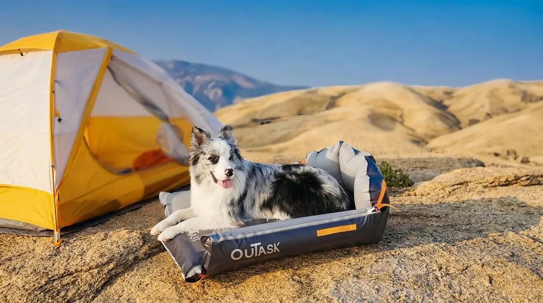 pet carrier size guide