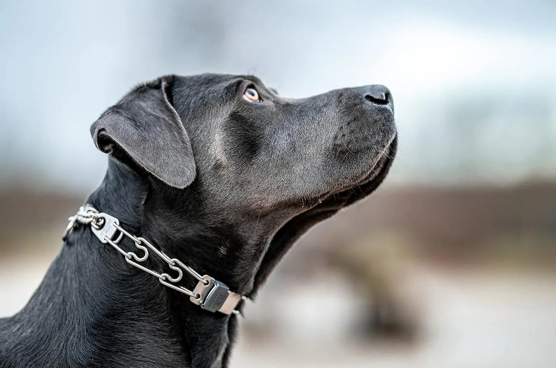 Best Dog Collar for Your Pet
