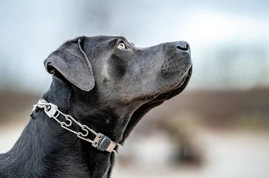 Best Dog Collar for Your Pet