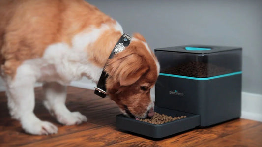 Pet feeding accessories