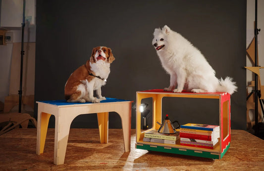 Pet Furniture for Indoor Comfort and Everyday Pet Living