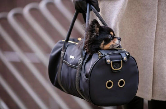 Guide to Pet Travel Products for Dogs & Cat