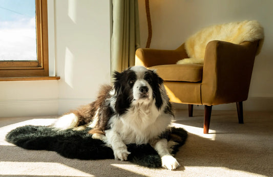 premium pet rugs