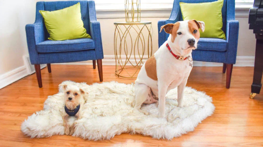 premium pet rugs