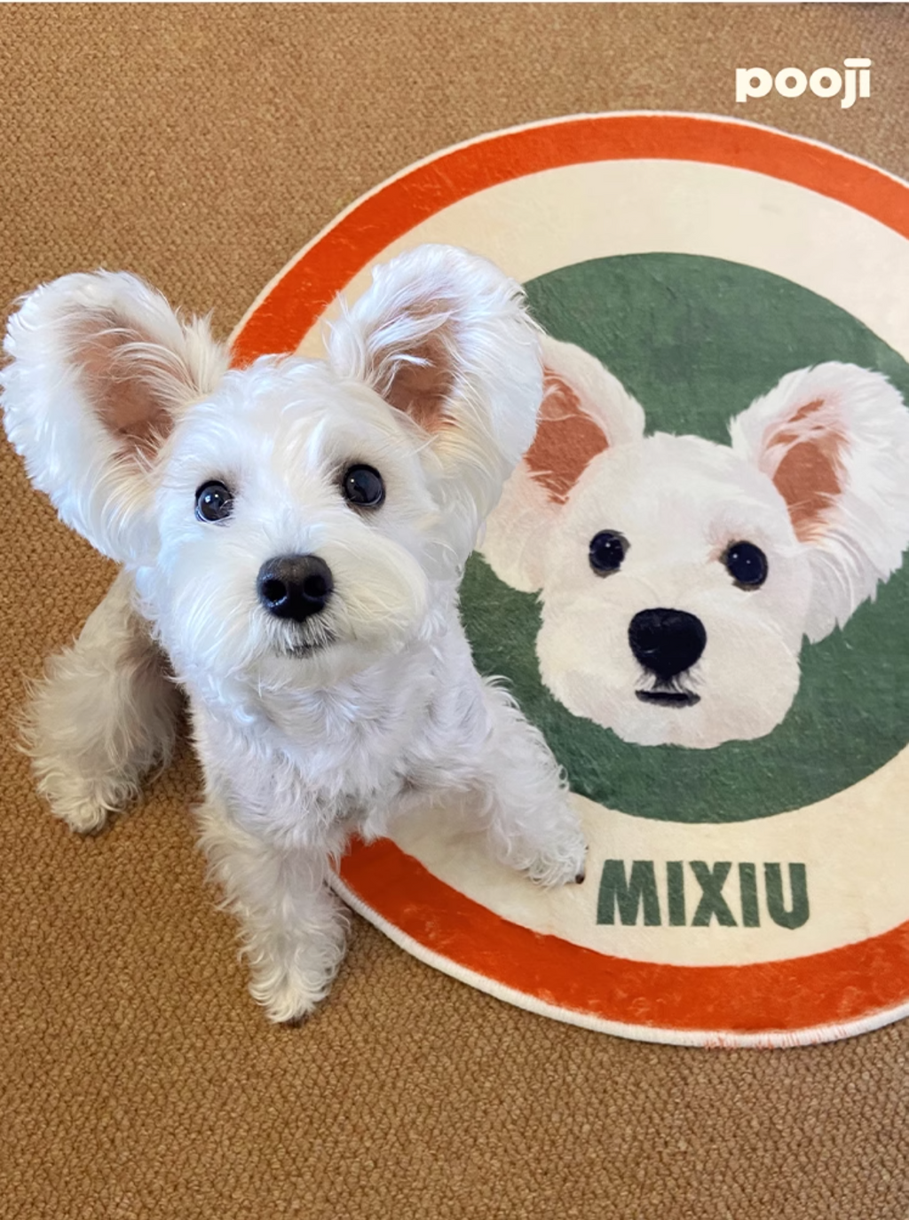 Customised Pet Rugs for Dogs and Cats - image 14