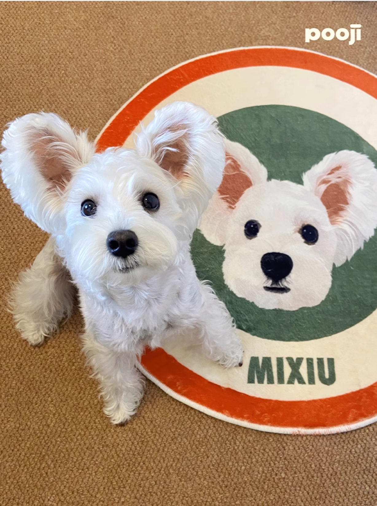 Customised Pet Rugs for Dogs and Cats