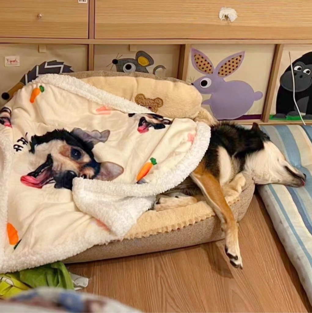 Customised Blanket – Premium Pet Bedding by Lusa Life - image 7