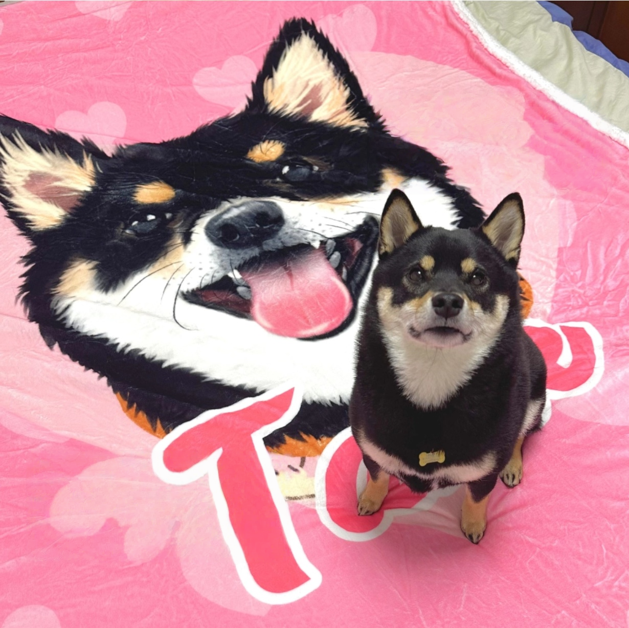 Customised Blanket – Premium Pet Bedding by Lusa Life