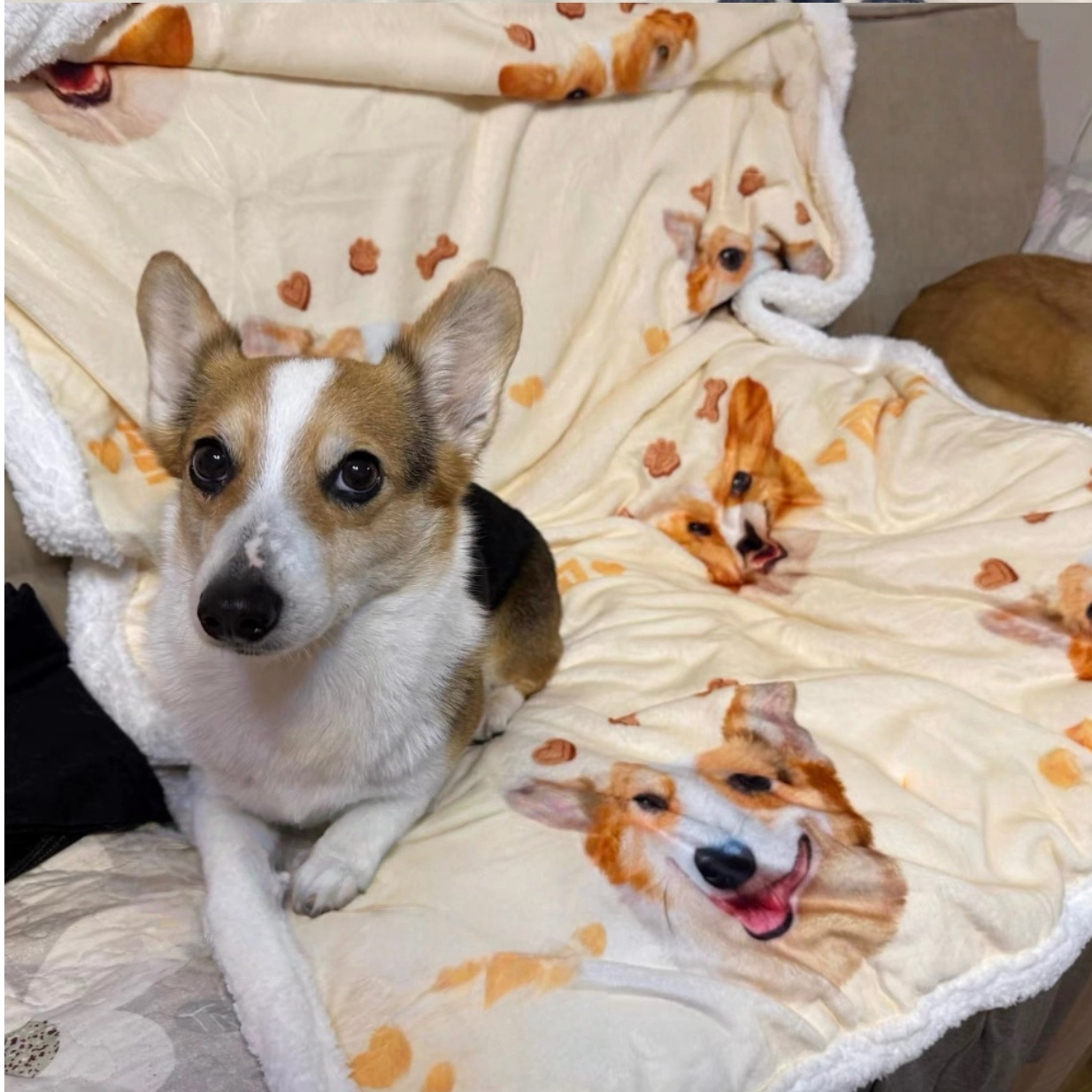 Customised Blanket – Premium Pet Bedding by Lusa Life