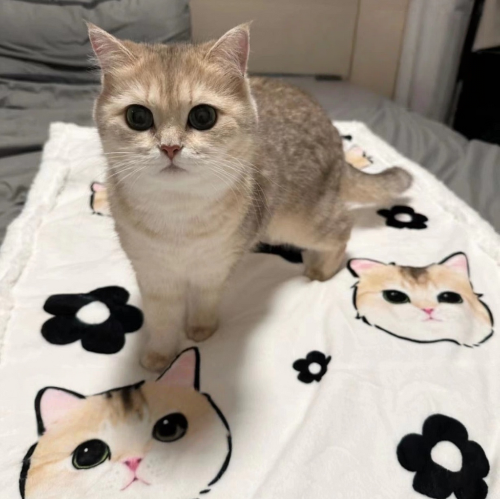 Customised Blanket – Premium Pet Bedding by Lusa Life - image 1