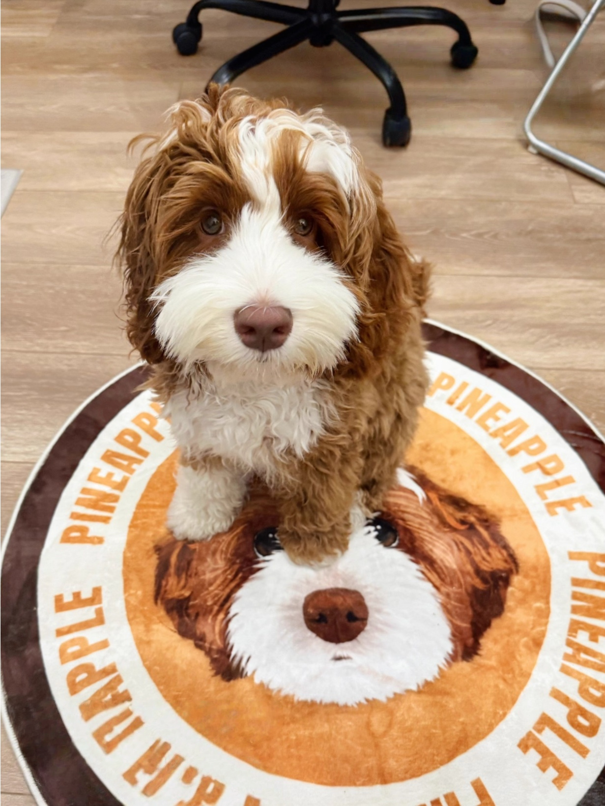 Customised Carpet for Cats & Dogs