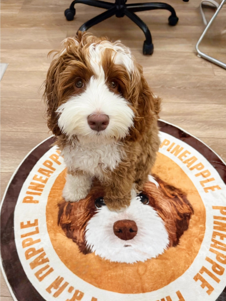 Customised Carpet for Cats & Dogs - image 24