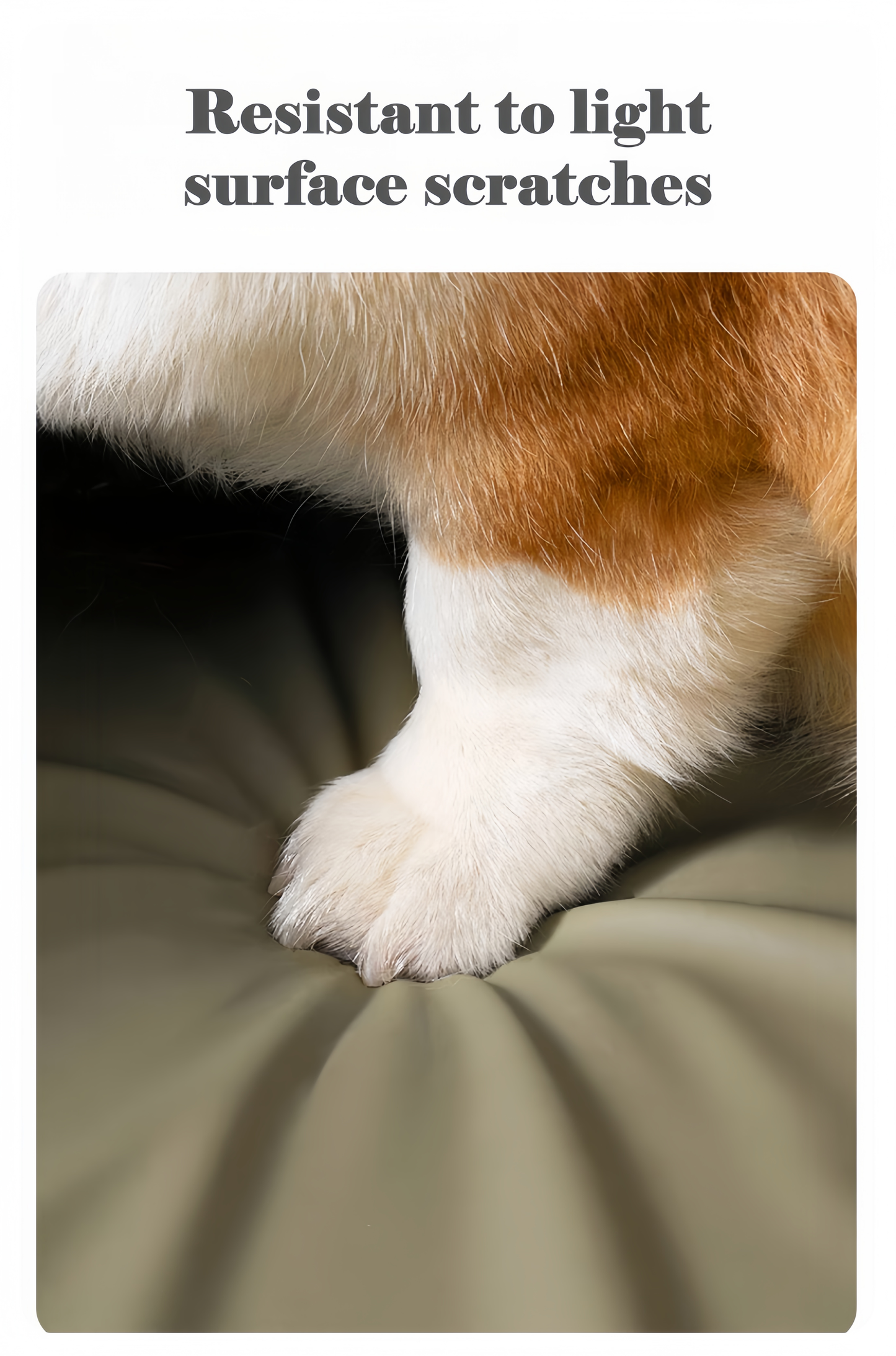Close-up of a dog's paw on a surface with text 'Resistant to light surface scratches'.