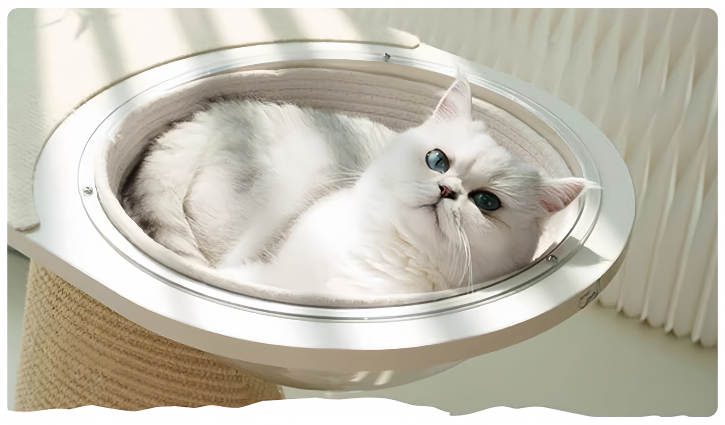 White cat lying on a round pet bed with a white background