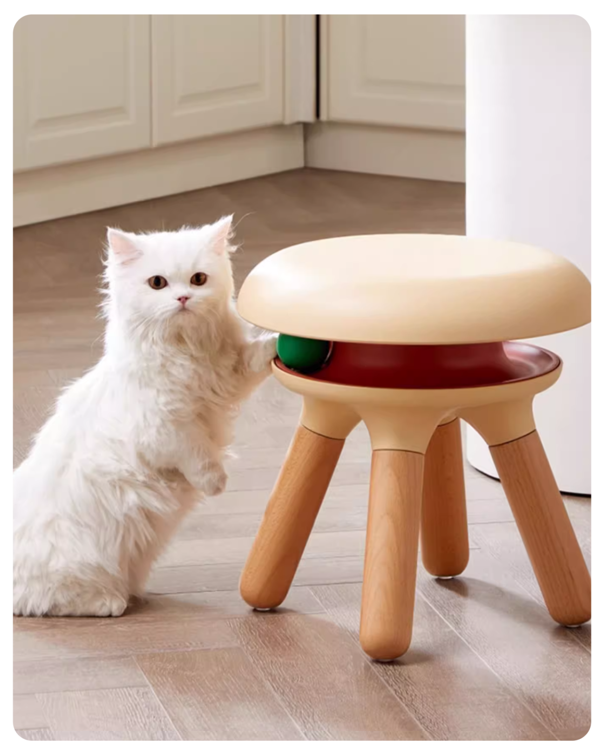 White cat interacting with a small stool on a wooden floor.