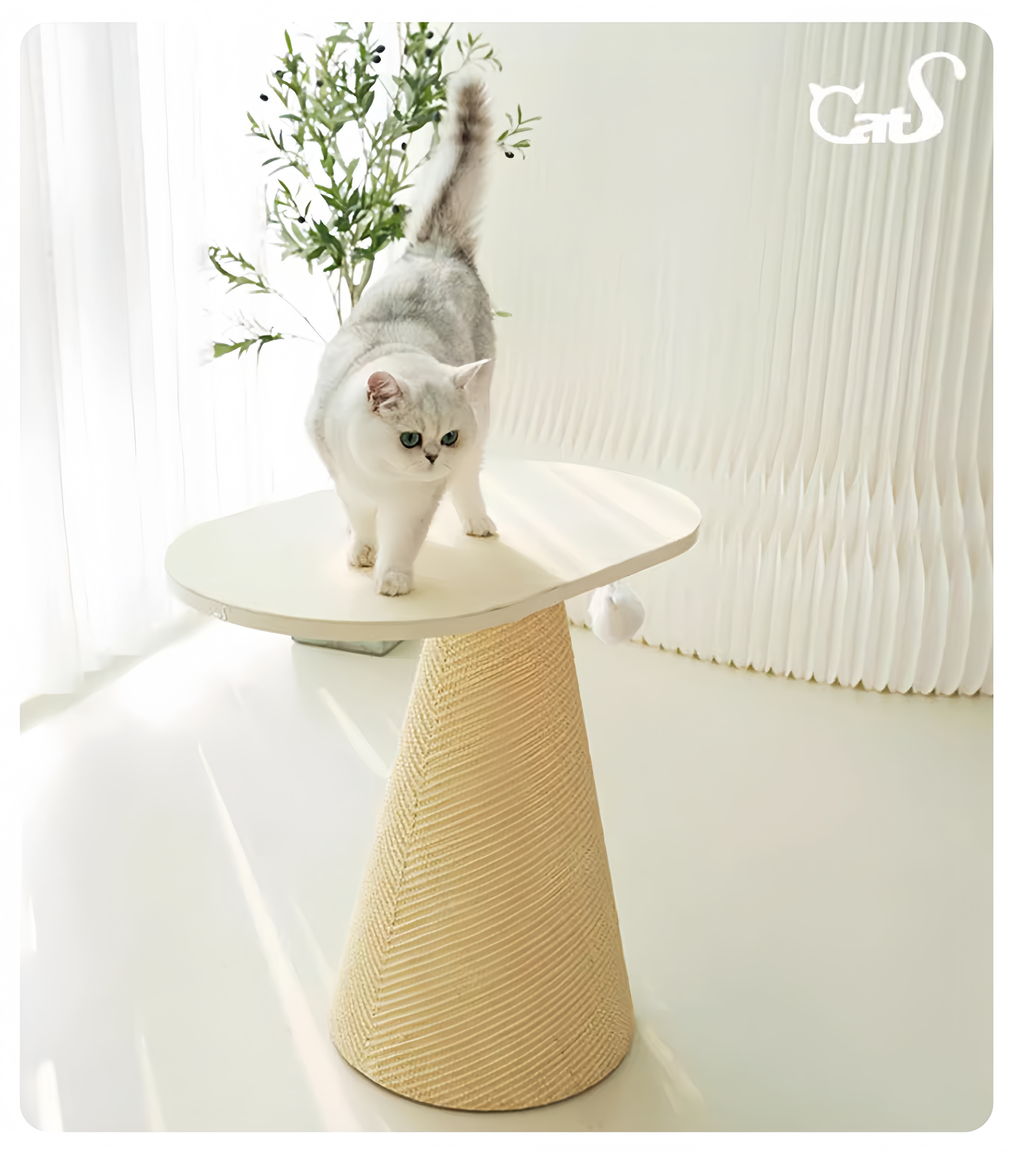 Cat standing on a small table with a beige base in a minimalistic room.