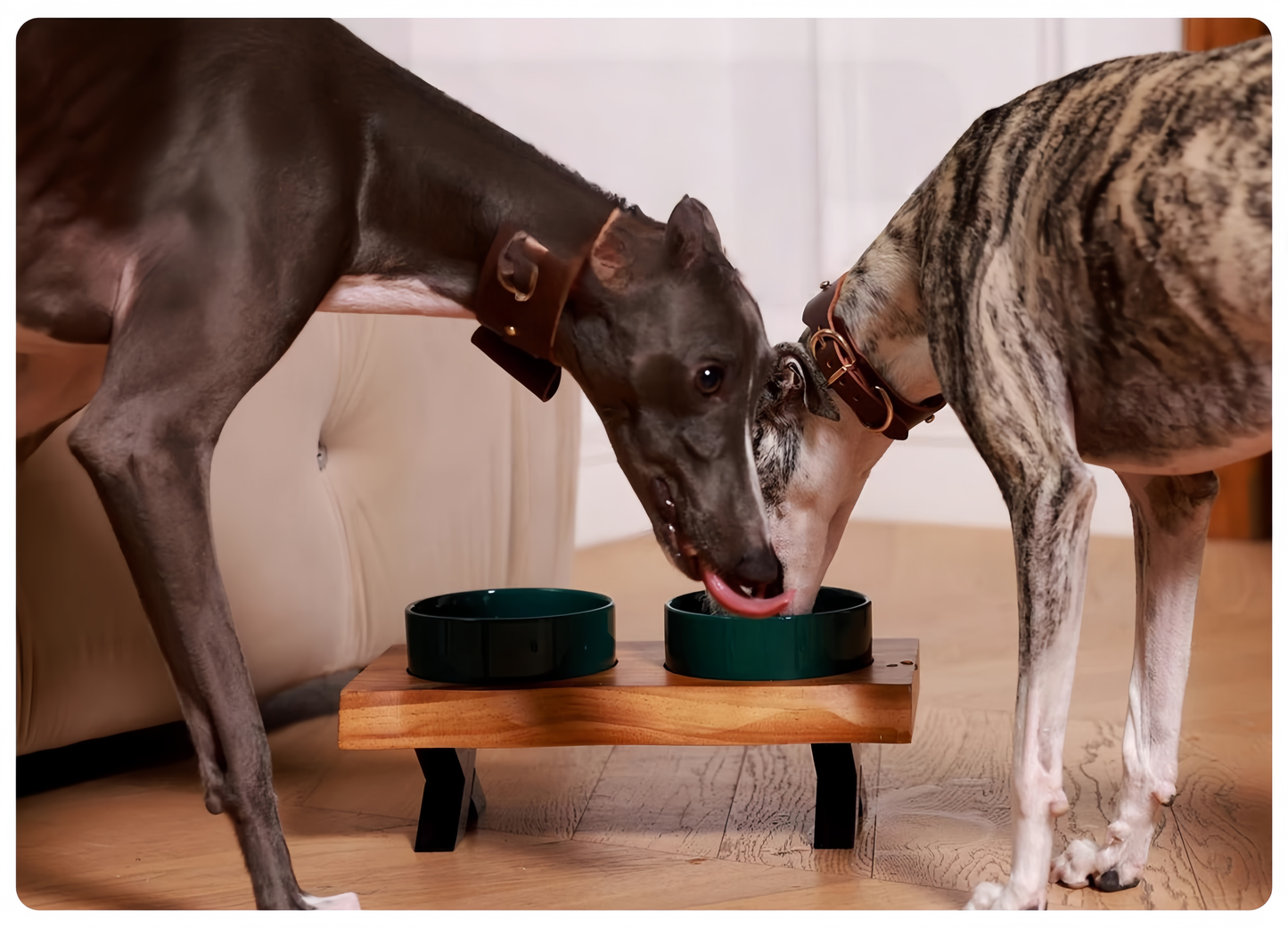 Two dogs sniffing each other over two green bowls on a small wooden table.