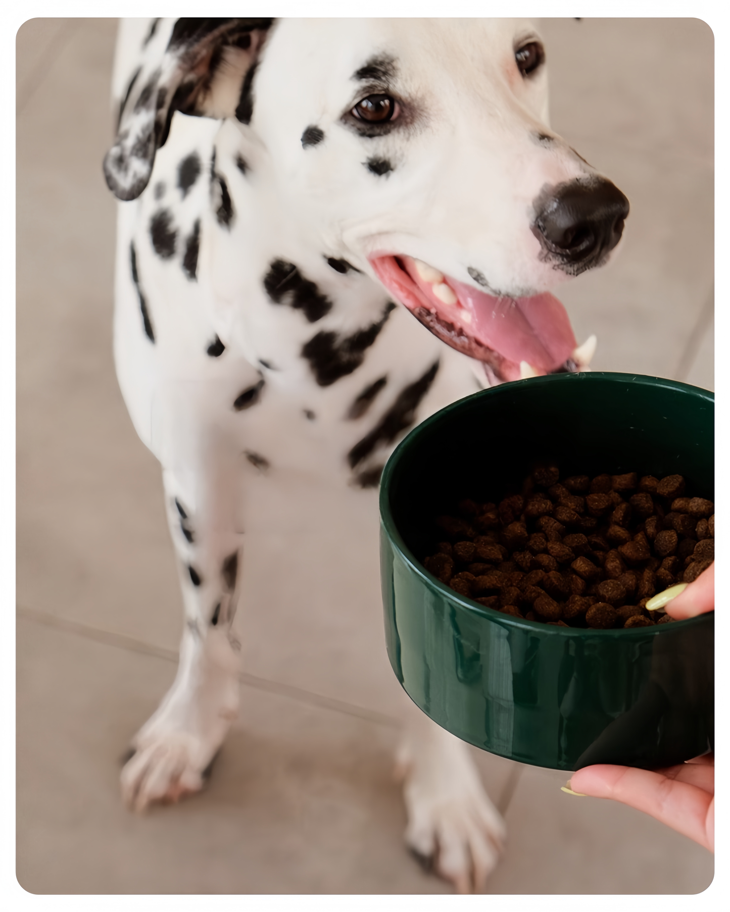 Dalmatian dog looking at a green bowl filled with kibble held by a person.