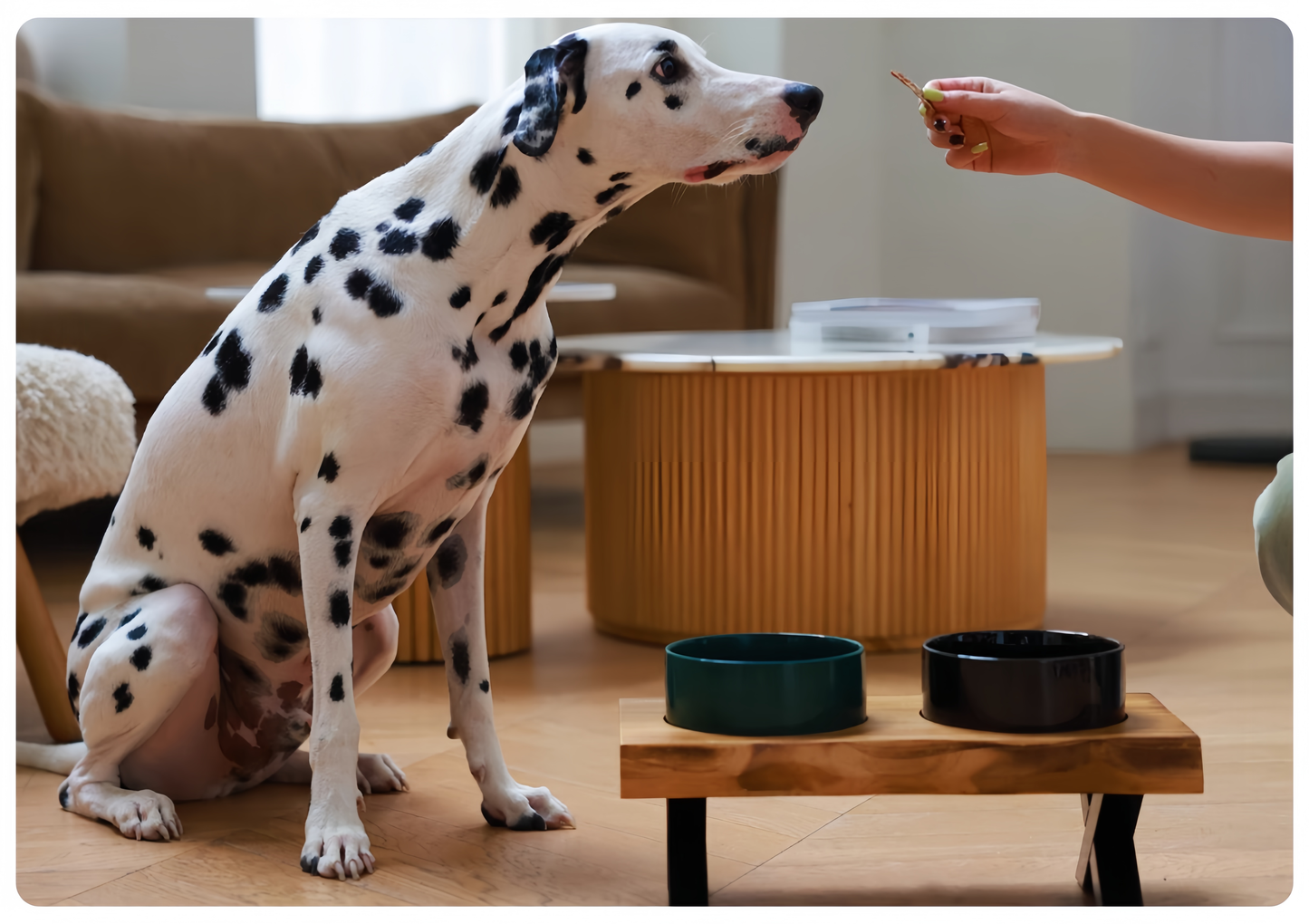 Dalmatian dog sitting on a wooden floor with two bowls and a person's hand holding a treat.
