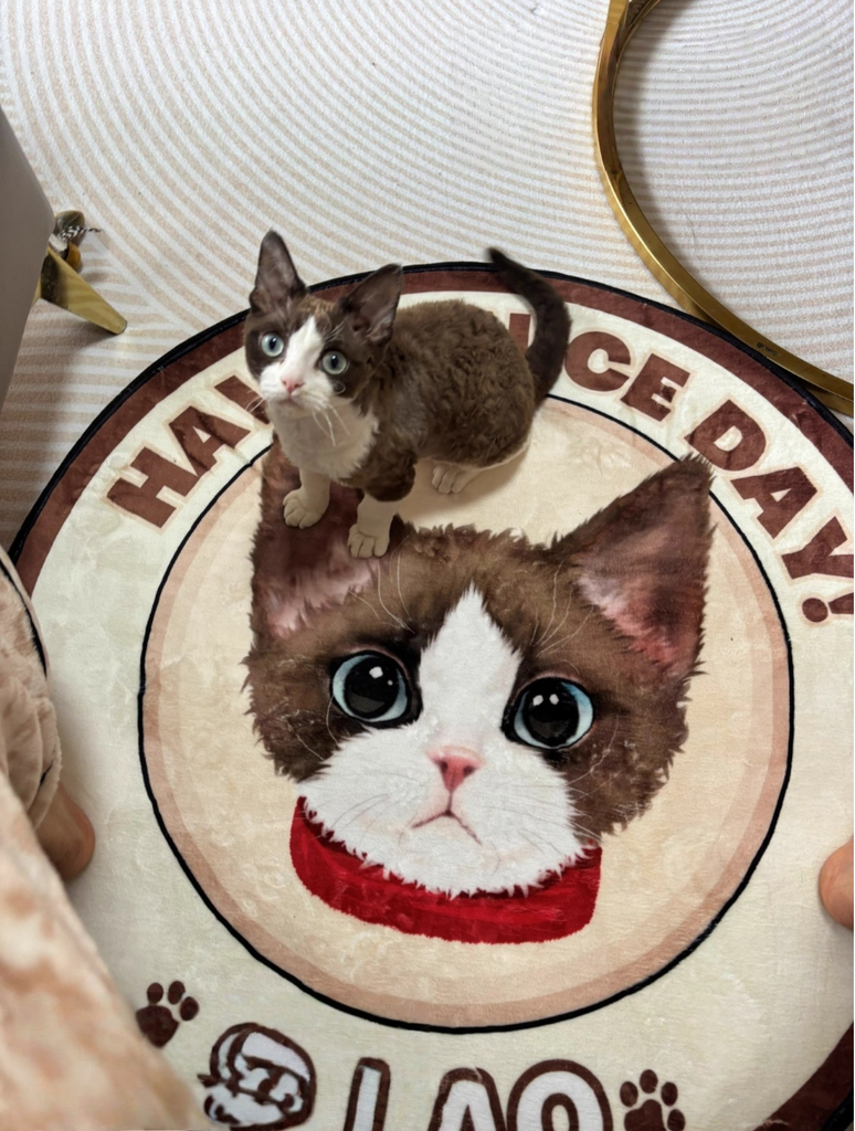 Customised Carpet for Cats & Dogs - image 22