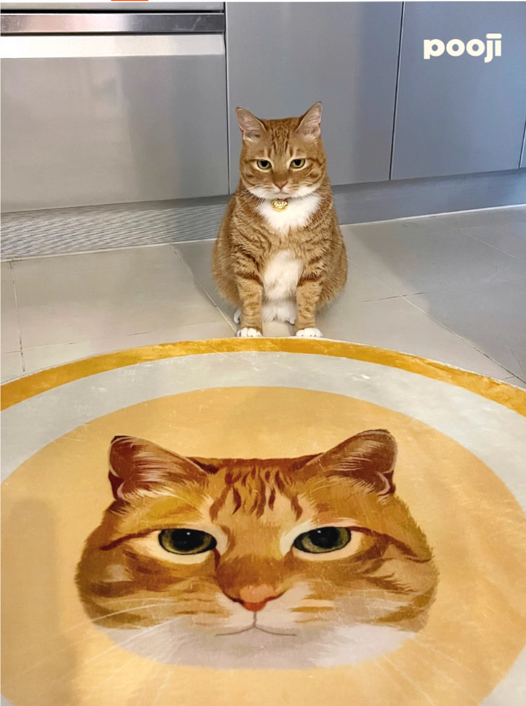 Customised Pet Rugs for Dogs and Cats - image 18