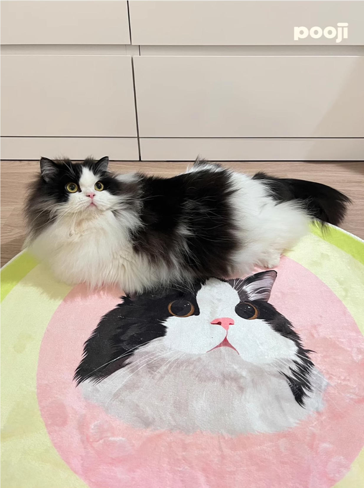 Cat lying on a pink and yellow cushion with a cat face design, with 'pooji' branding.