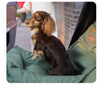Cordura Fabric Pet Car Seat