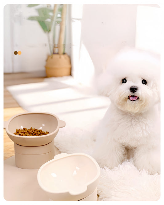 White dog with a bowl of food and a white lamp in a cozy room.