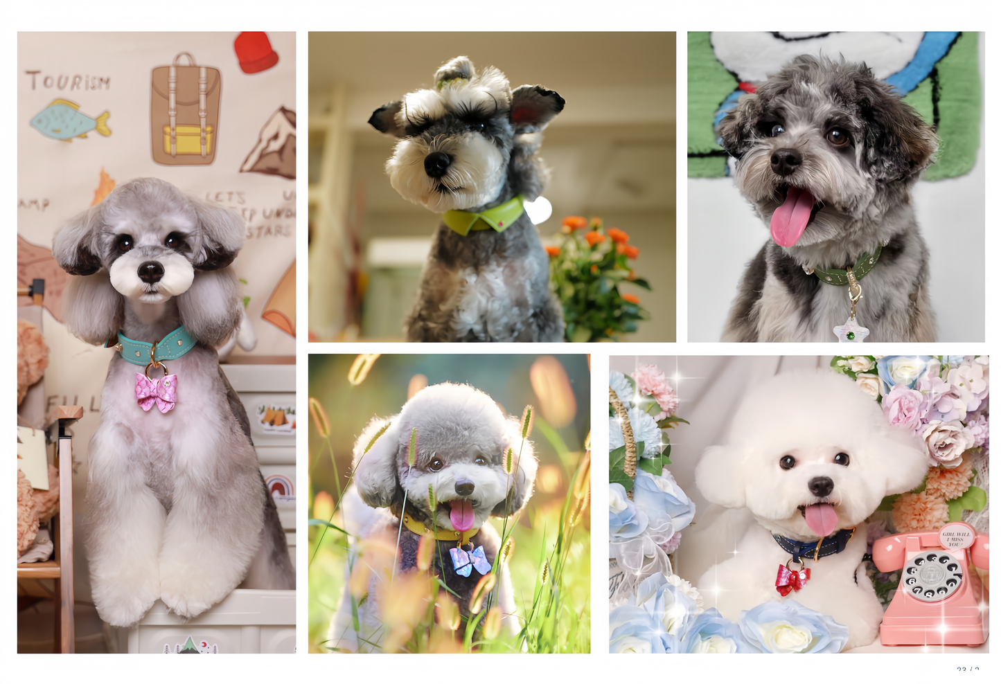 Collage of dogs in various poses and settings with decorative backgrounds.