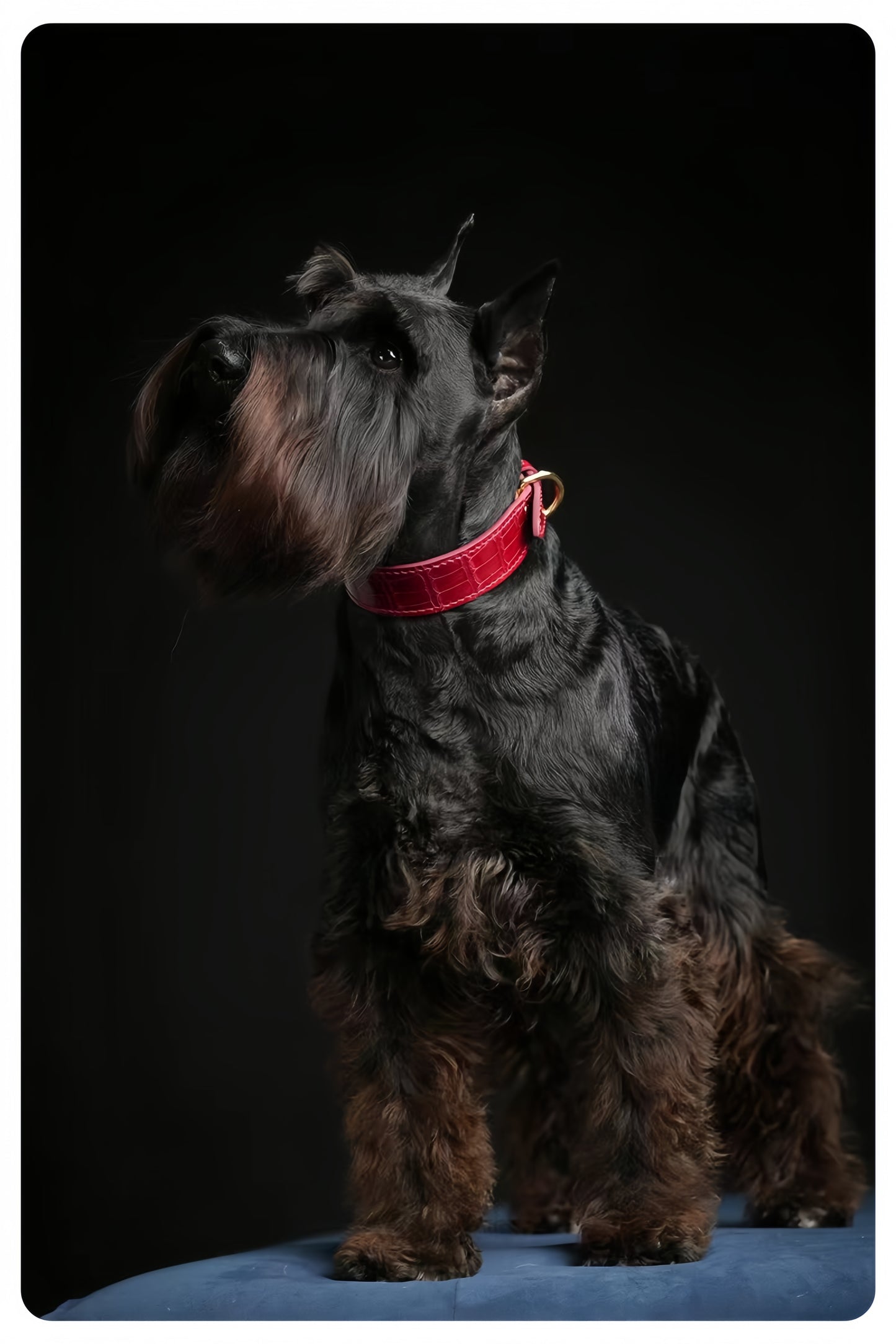 Black schnauzer dog with a red collar on a black background