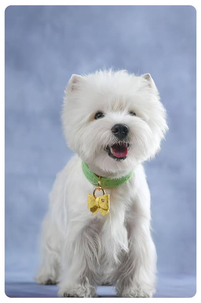 Customised & Handmade Luxury Leather Pet Collars - image 22