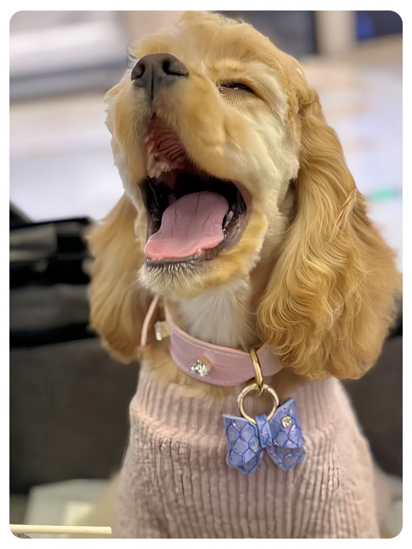 Dog wearing a pink sweater with a blue butterfly charm, indoors.