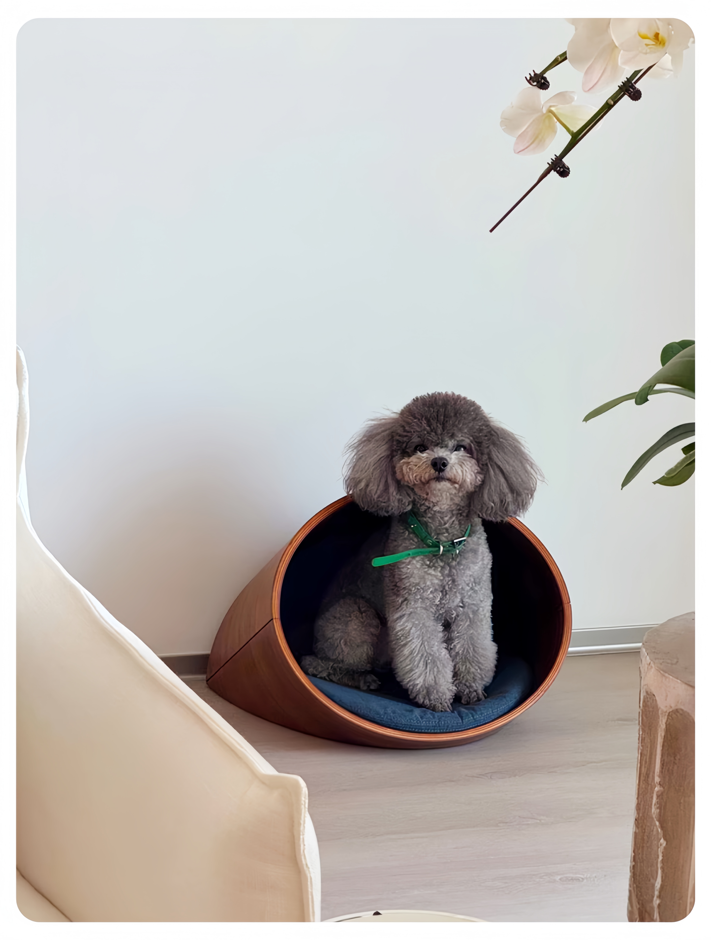 Dog sitting in a cone-shaped pet bed with a white wall and plant in the background
