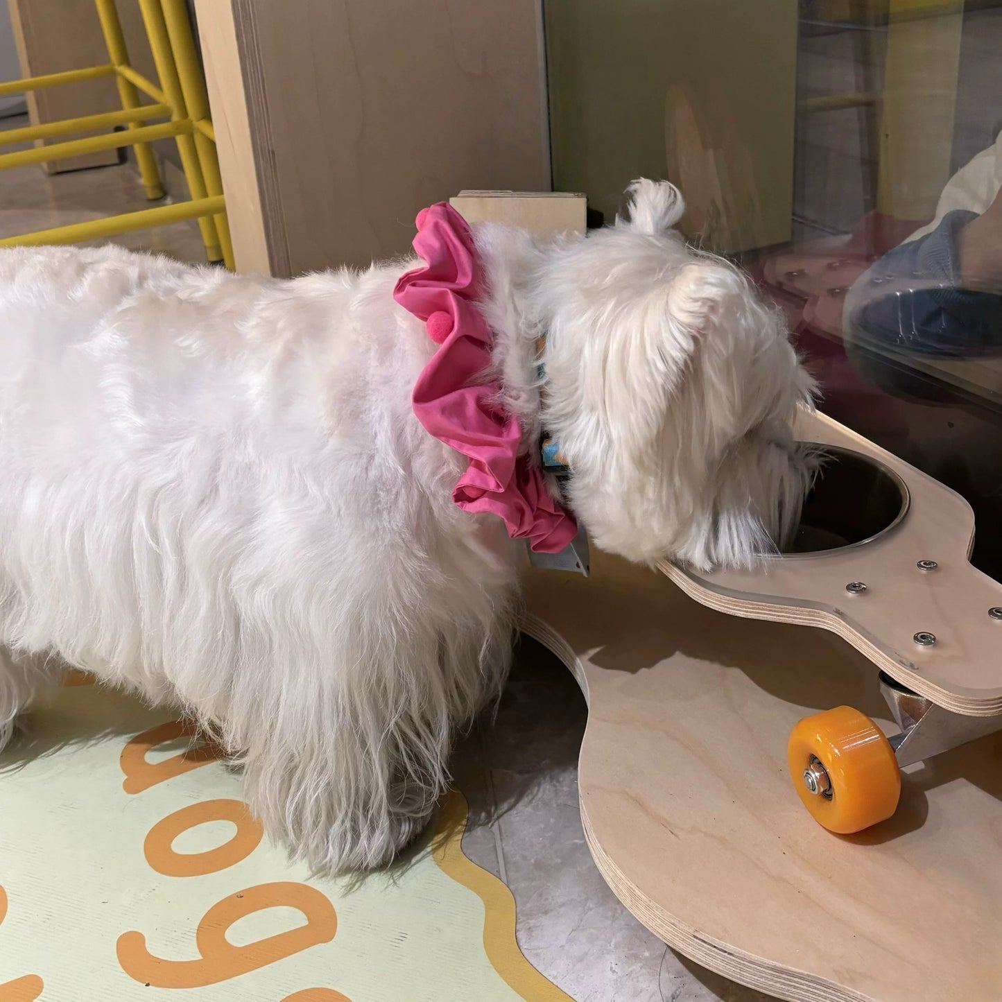 White dog wearing a pink collar standing next to a wooden skateboard with orange wheels.