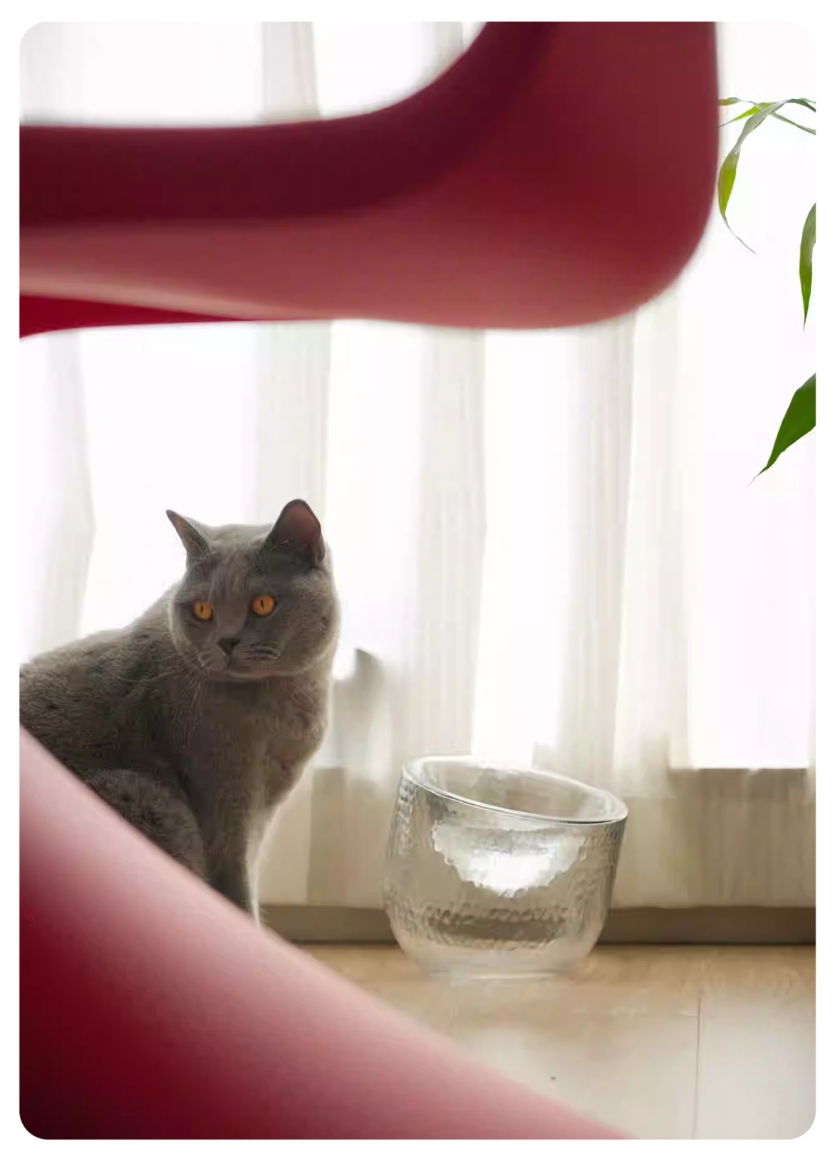Gray cat sitting on a windowsill with a glass of water in the foreground.
